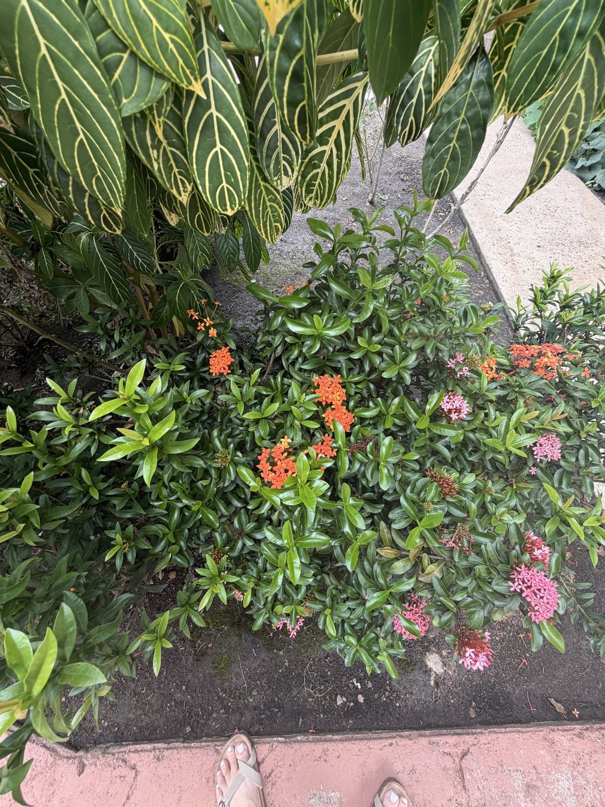 Colorful tropical flowers growing at Paradise Palms