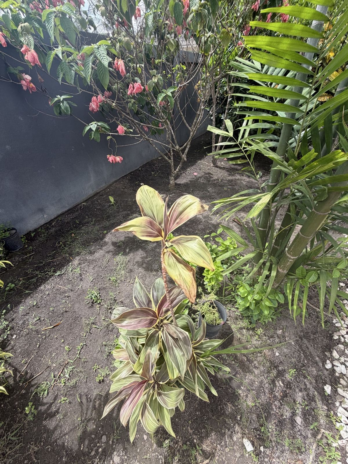 Lush garden plants and bamboo at Paradise Palms